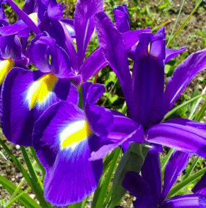iris-nains