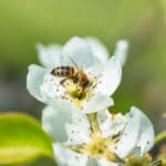 bee-flower-white-blossoms-honey-bee-collecting-pollen_93675-71085