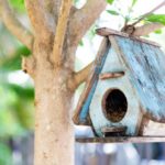 bird-house-tree_1232-1993