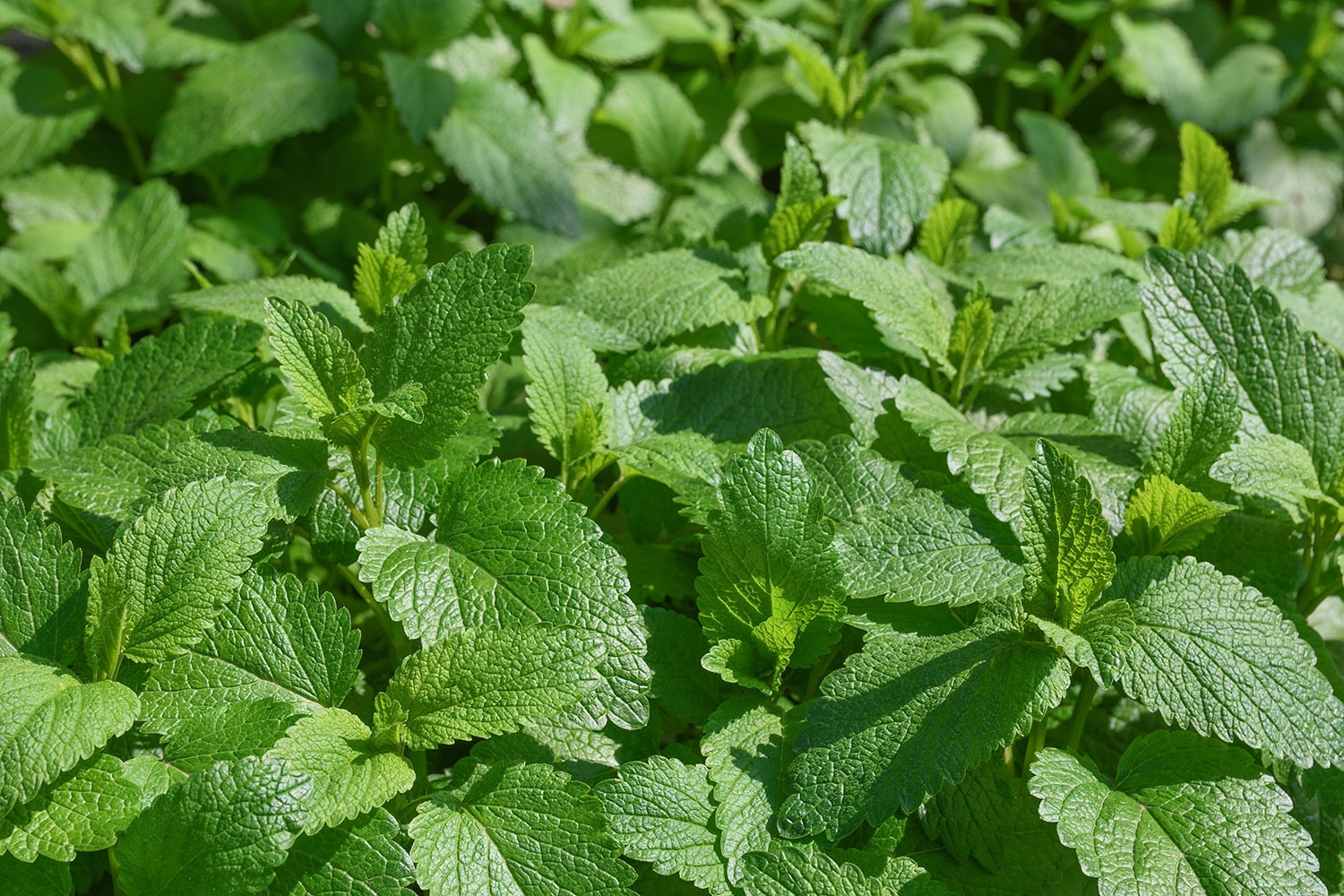 Background from green leaves of lemon balm