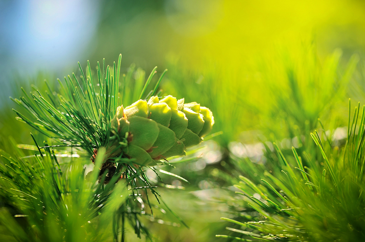 Young cone of larch tree in sunlight